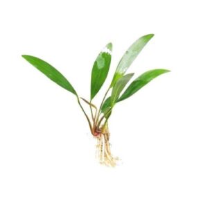 Anubias barteri var. glabra (Anubia Lanceolata)