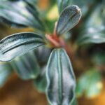 Bucephalandra Purple Mini