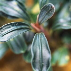 Bucephalandra Purple Mini