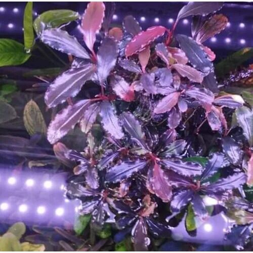 Bucephalandra Upper Ghost - Imagem 2