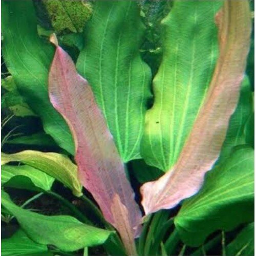 Echinodorus Gabrielli Tricolor - Imagem 2