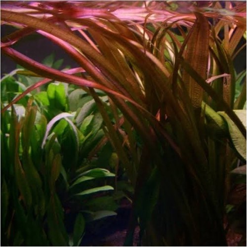 Vallisneria neotropicalis (Vermelha) - Imagem 3