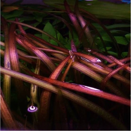 Vallisneria neotropicalis (Vermelha) - Imagem 2