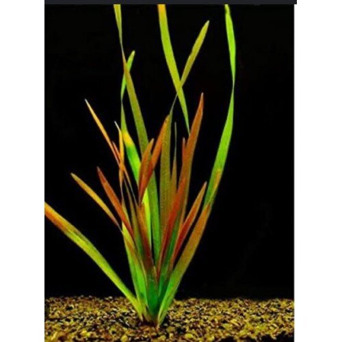 Vallisneria neotropicalis (Vermelha) - Imagem 4