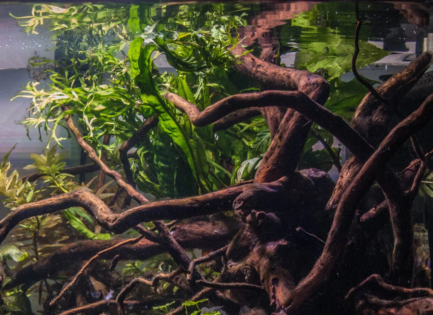 Microsorum pteropus windelov - Imagem 3