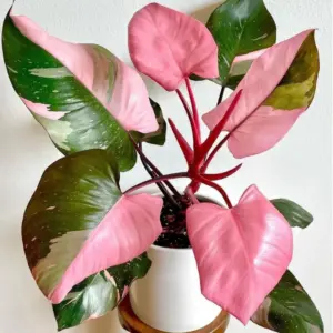Philodendron Pink Princess