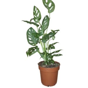 Monstera Adansonii