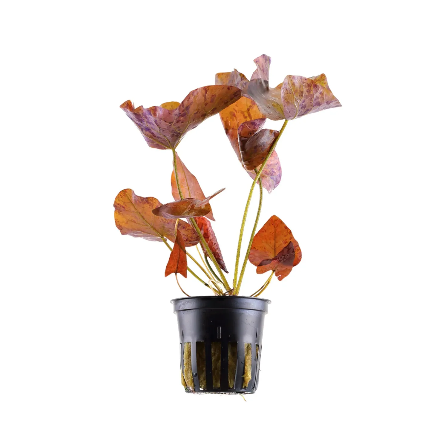 Nymphaea lotus (Zenkeri ou Tiger) - Imagem 3