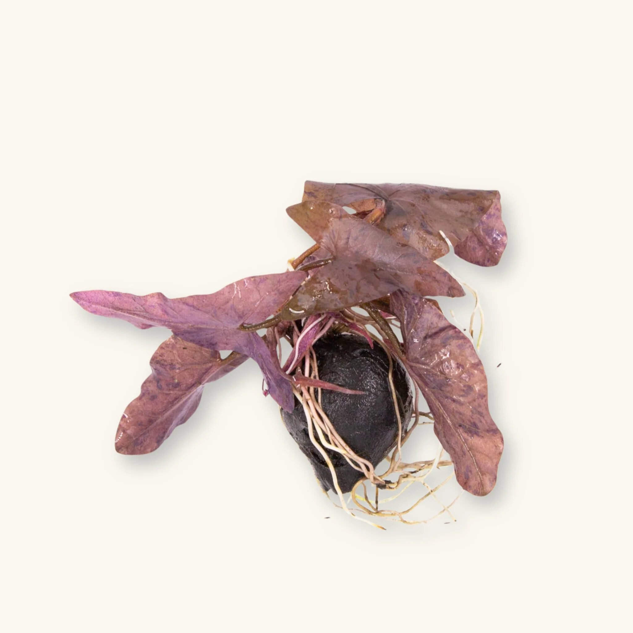 Nymphaea lotus (Zenkeri ou Tiger) - Imagem 2