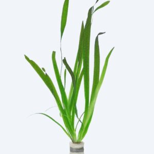 Vallisneria americana (Vallisneria gigantea)