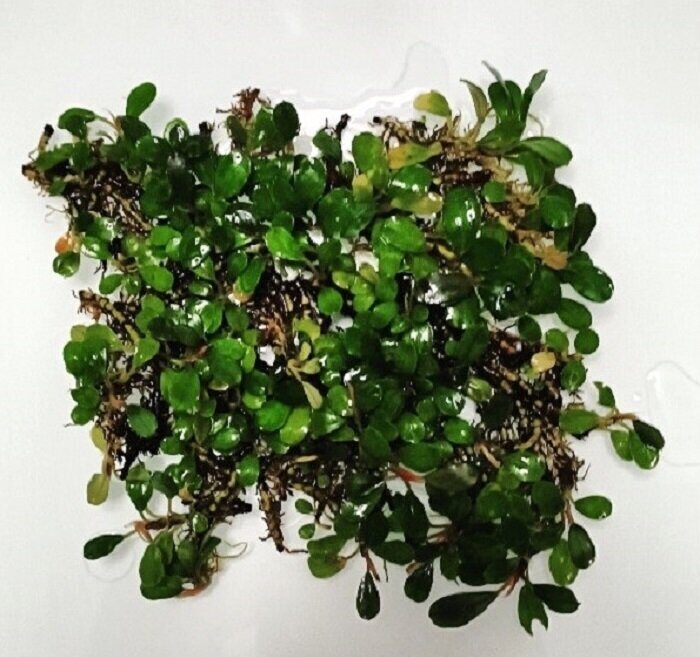 Bucephalandra Mini Coin - Imagem 3