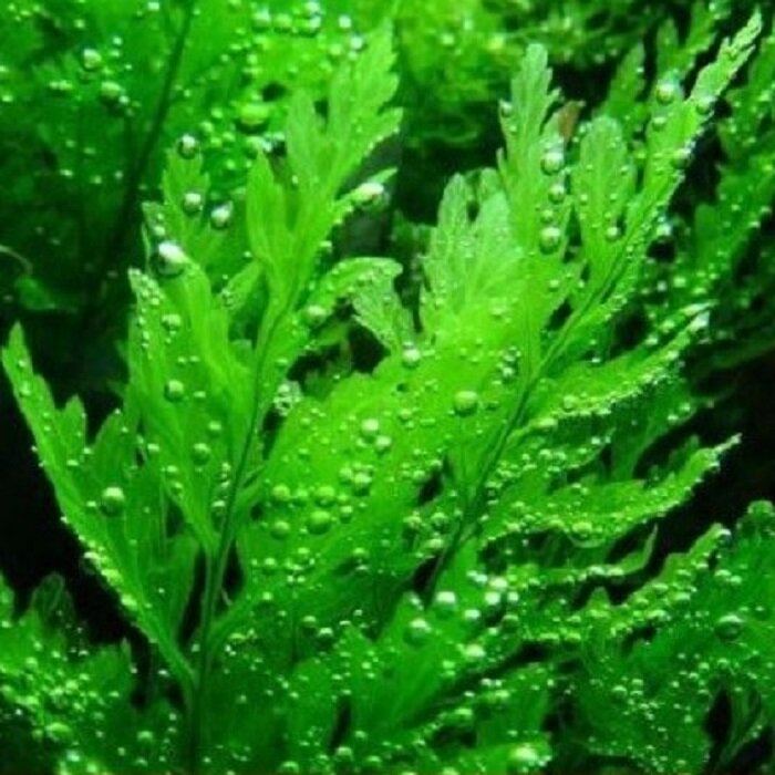 Bolbitis heudelotii - Imagem 3