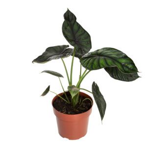 Alocasia Dragon Scale