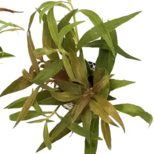 Alternanthera reineckii 'Splendida'