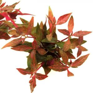 Alternanthera reineckii variegata