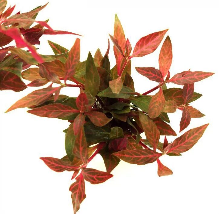 Alternanthera reineckii variegata