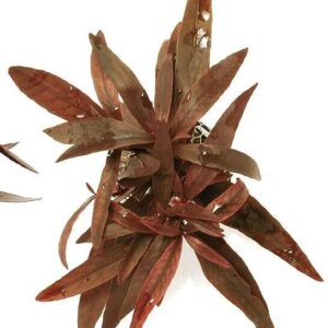 Alternanthera sessilis