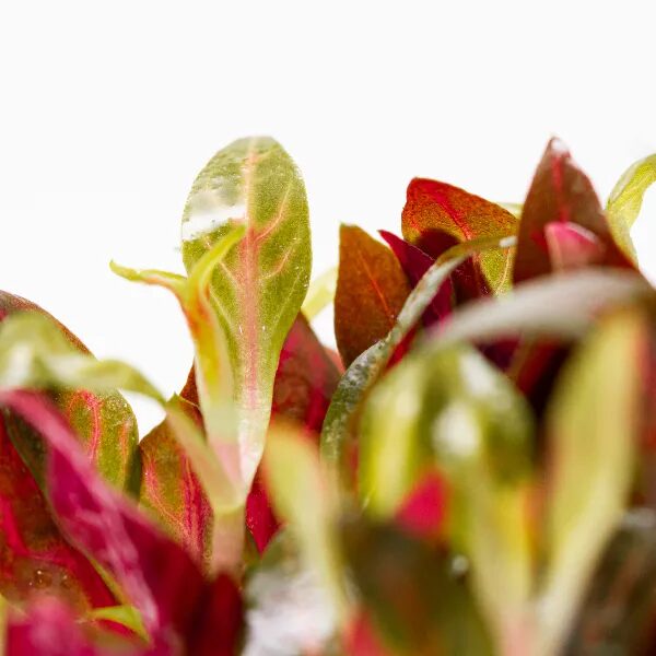 Alternanthera reineckii variegata - Imagem 4