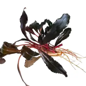 Bucephalandra Upper Ghost