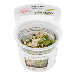 Hygrofilaphila lancea “chai”