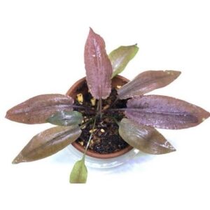 Cryptocoryne thwaitesii 'Kirindoya Brown'
