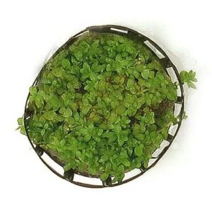 Hemianthus micranthemoides