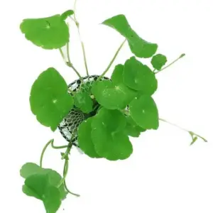 Hydrocotyle Leucocephala