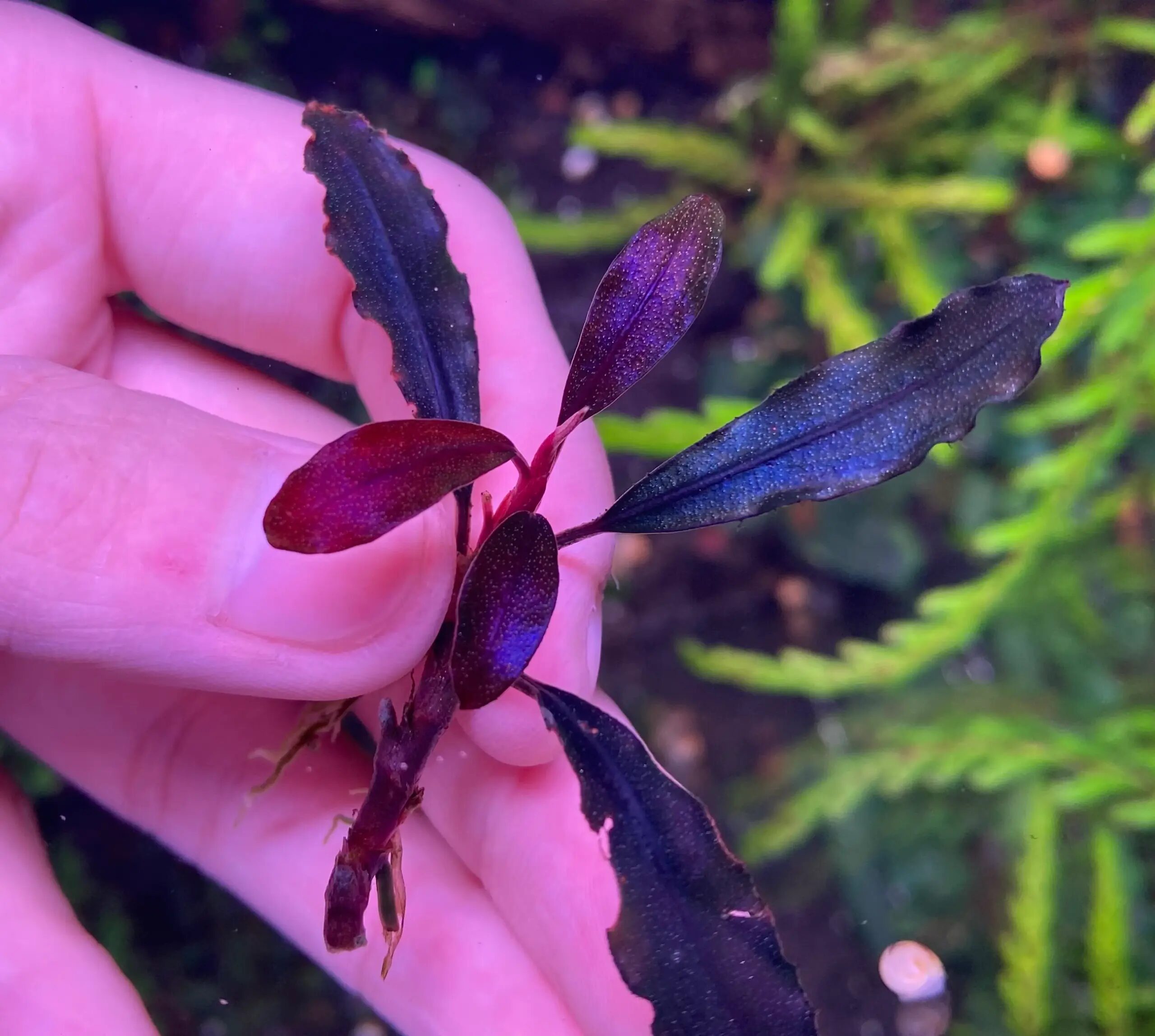 Bucephalandra Upper Ghost - Imagem 3