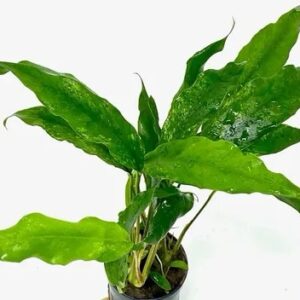 Anubia barteri var. Minima (Gabon)