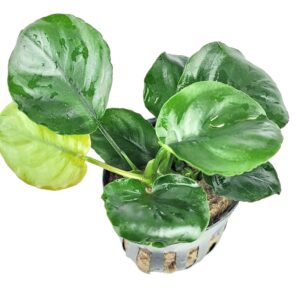 Anubia Round (Coin, Heart Leaf)