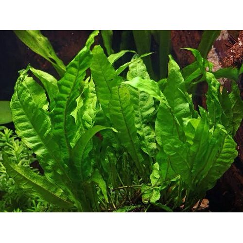 Microsorum pteropus - Imagem 2