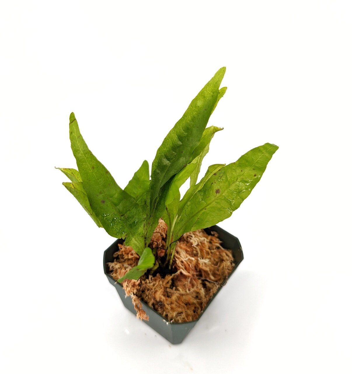 Microsorum pteropus - Imagem 3