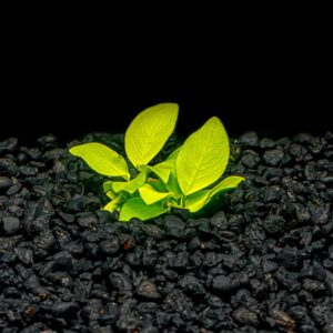 Anubia barteri var. Petite Golden