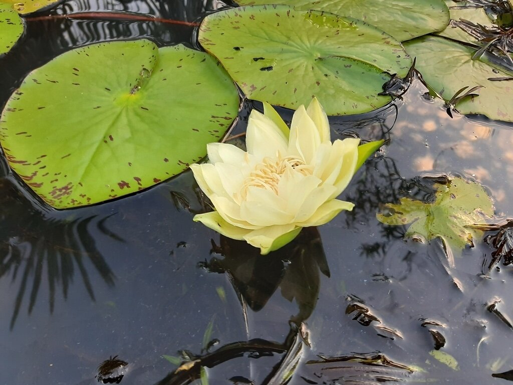 Nymphaea Amazonum - Imagem 2