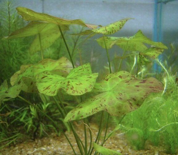 Nymphaea Amazonum - Imagem 3