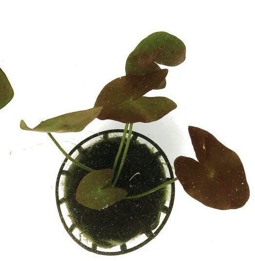 Nymphaea Amazonum - Imagem 5