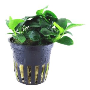 Anubias barteri var. nana Petite