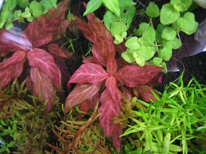 Alternanthera reineckii variegata - Imagem 2
