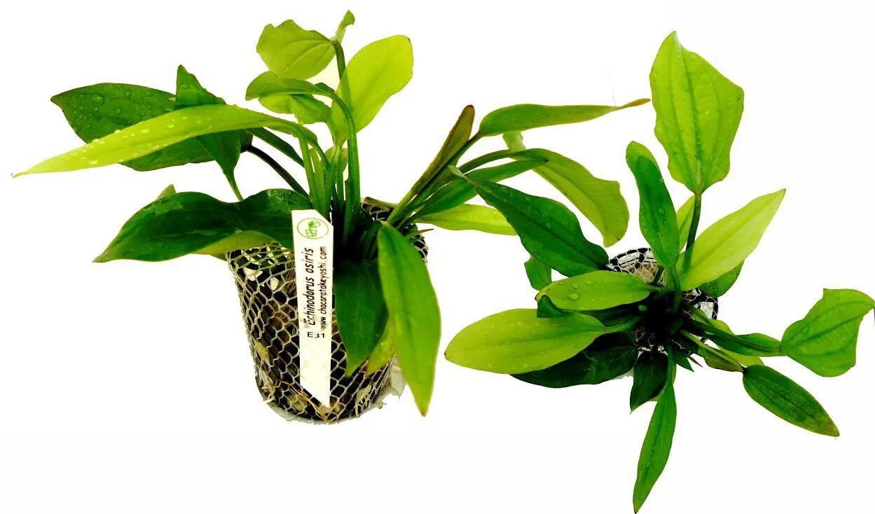 Echinodorus Gabrielli Tricolor