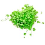 Hydrocotyle tripartita