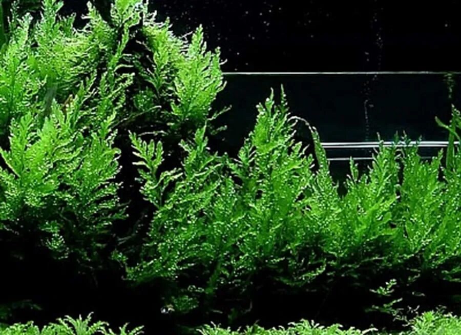 Bolbitis heudelotii - Imagem 2