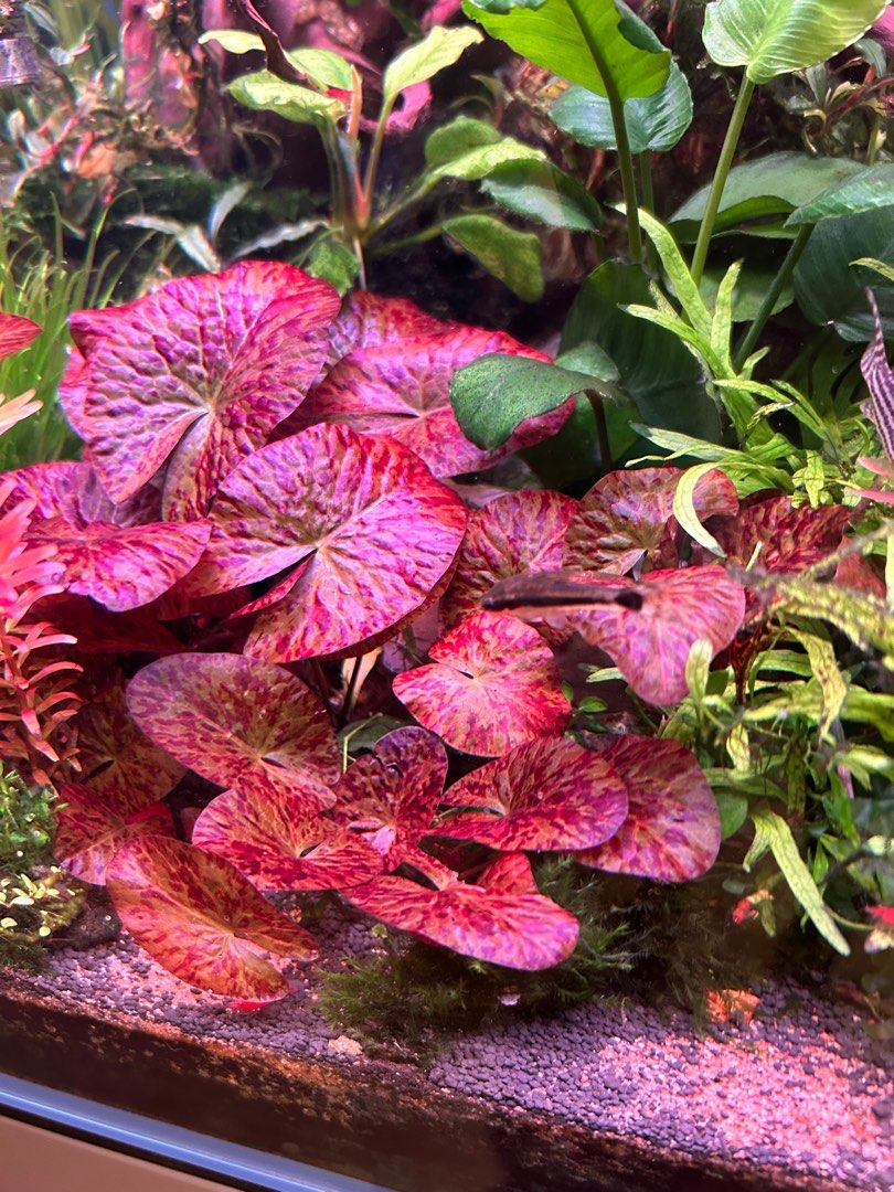 Nymphaea lotus (Zenkeri ou Tiger) - Imagem 4