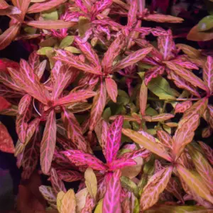 Hygrophila polisperma Rosanervig