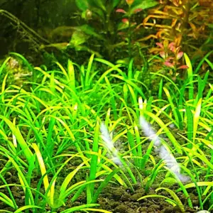 Sagittaria subulata