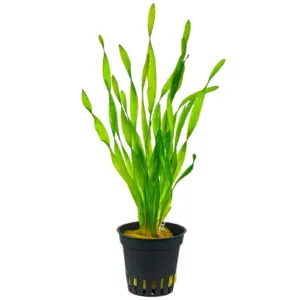 Vallisneria Spiralis Tortifolia