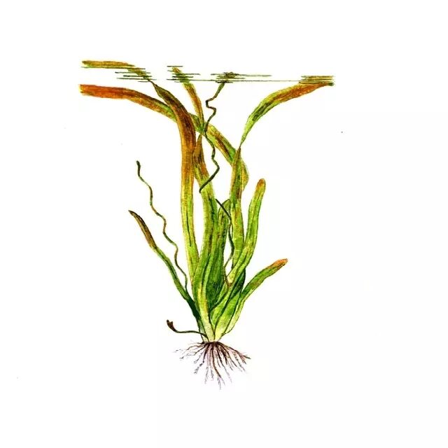 Vallisneria neotropicalis (Vermelha)